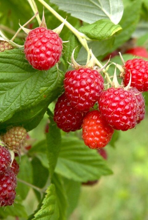 Reife rote Himbeeren hängen an einem Zweig mit grünen Blättern, bereit zur Ernte im Sommergarten.