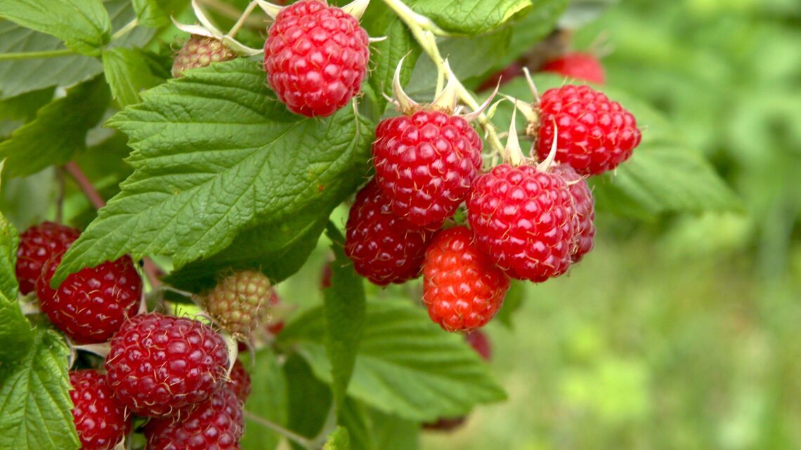 Reife rote Himbeeren hängen an einem Zweig mit grünen Blättern, bereit zur Ernte im Sommergarten.