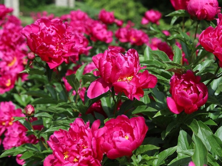 Leuchtend pinke Pfingstrosen in voller Blüte, umgeben von üppigen grünen Blättern an einem sonnigen Tag im Garten.