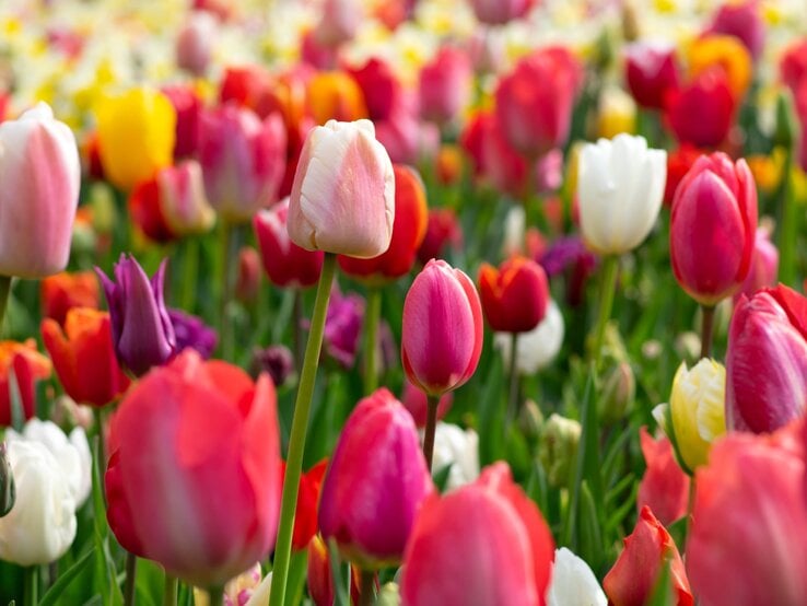 Ein Meer aus farbenfrohen Tulpen in Rot, Rosa, Gelb und Weiß blüht dicht an dicht unter sonnigem Himmel auf einer Frühlingswiese.