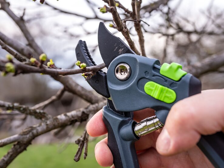 Eine Hand schneidet mit einer Gartenschere einen Zweig mit frischen Knospen vor unscharfem Hintergrund ab.