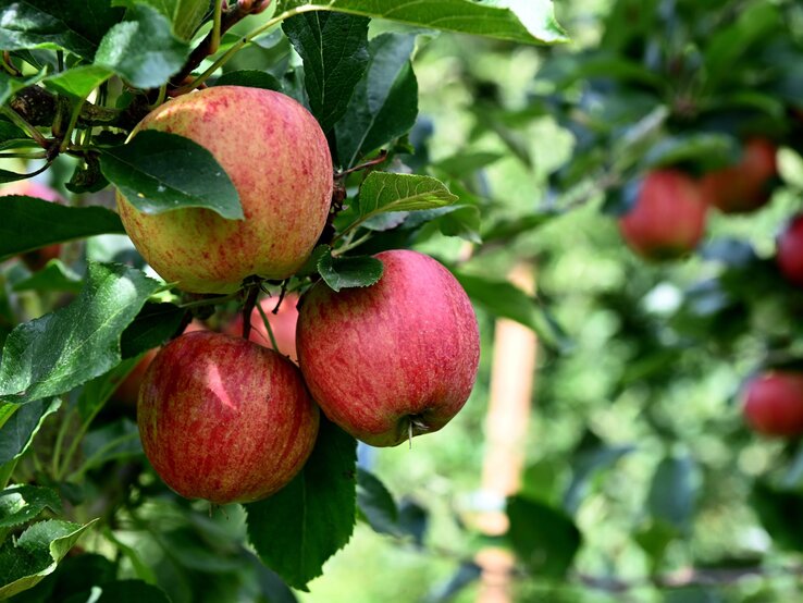 Mehrere rot-grüne Äpfel hängen an einem Apfelbaum mit dichten, grünen Blättern bei sonnigem Wetter. | © Shutterstock/Maria skov