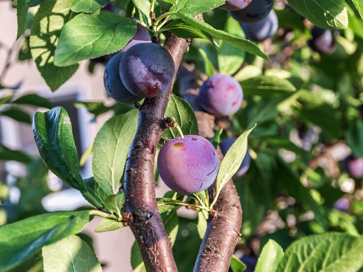 Reife, violette Pflaumen hängen an einem Ast mit grünen Blättern im Sonnenlicht. | © Shutterstock/vit-vit