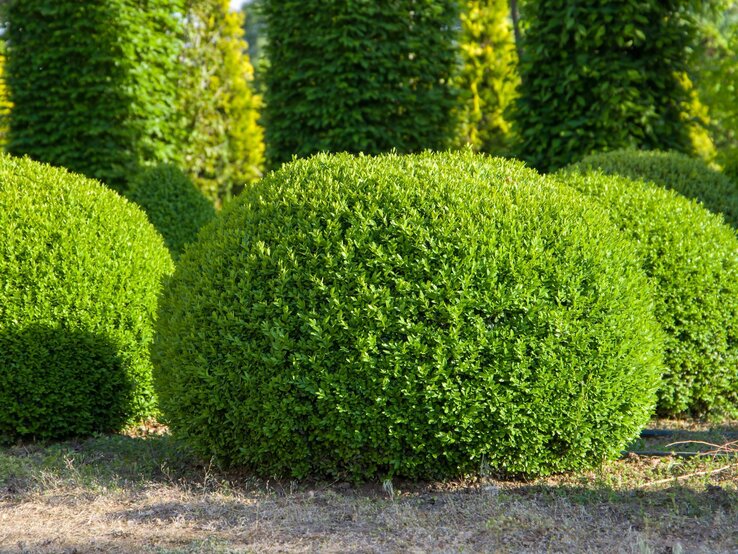 Mehrere kugelförmig geschnittene Buchsbaumsträucher stehen auf einer sonnigen Rasenfläche. | © Shutterstock/M.Nyusha