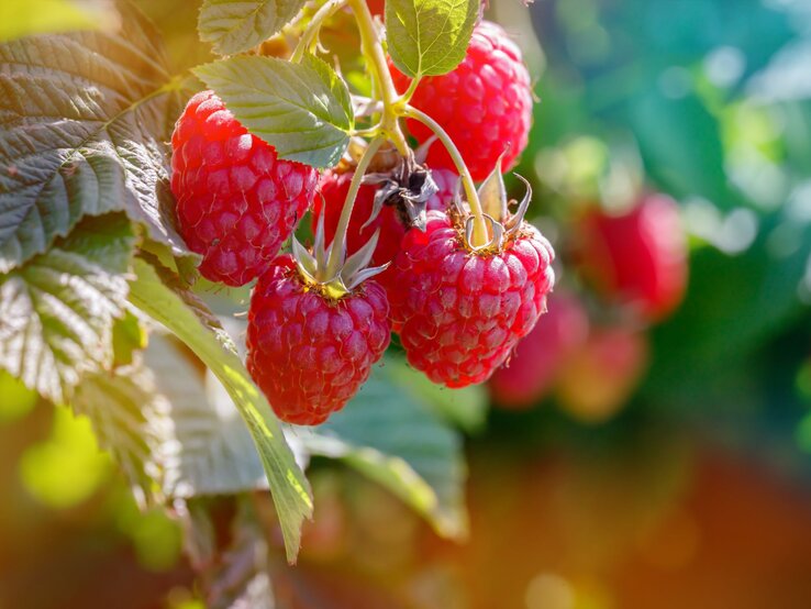 Reife, rote Himbeeren hängen im Sonnenlicht an einem Zweig mit grünen Blättern. | © Shutterstock/nnattalli