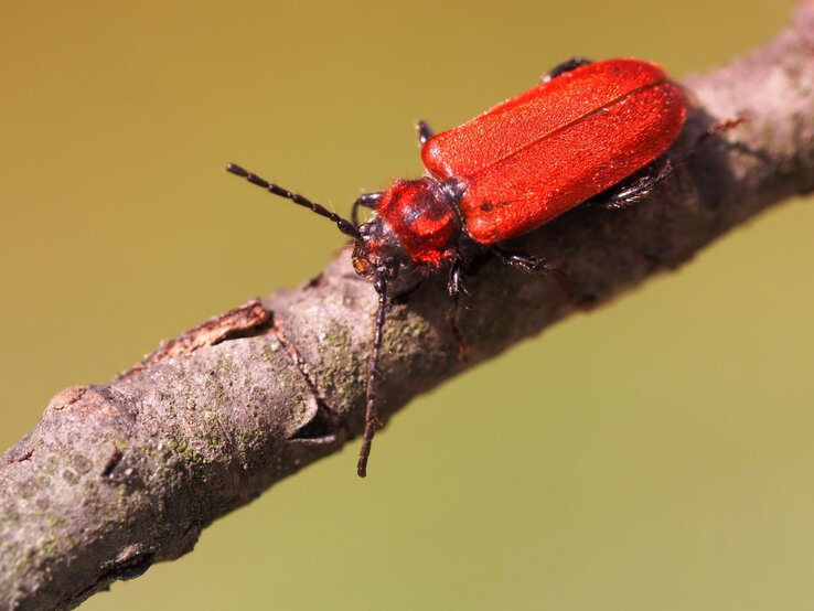 Ein leuchtend roter Rothaarbock-Käfer krabbelt auf einem moosbedeckten Ast vor unscharfem, grünlichem Hintergrund.