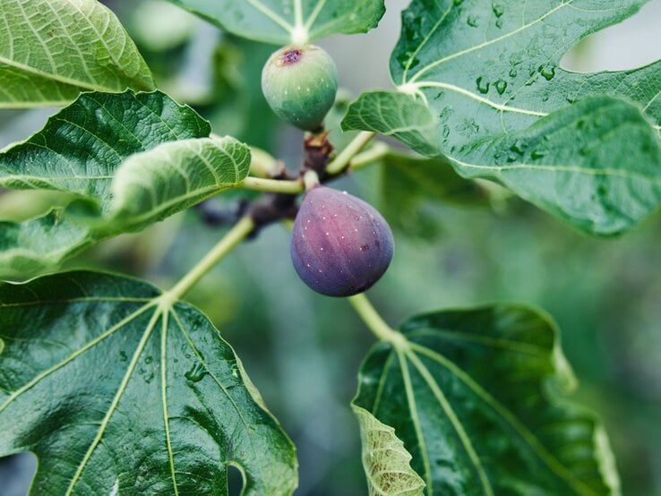 Reife Feige mit lilafarbener Schale hängt neben einer grünen Frucht an einem Ast mit großen, regennassen Blättern.