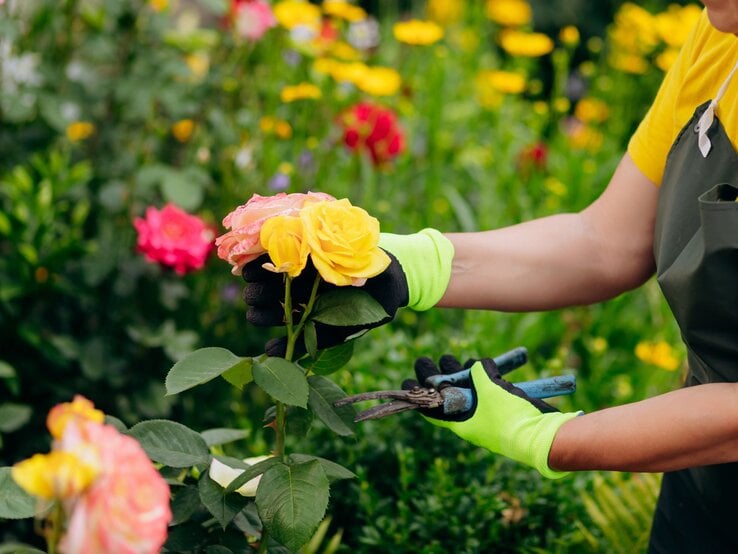 Eine Person mit grünen Handschuhen schneidet gelbe Rosen in einem blühenden Garten mit einer Gartenschere ab.