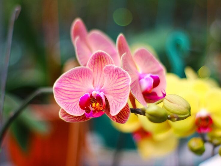 Nahaufnahme von rosa Orchideenblüten mit violetten und gelben Details vor verschwommenem grünen Hintergrund. | © Shutterstock/suryaatmaka