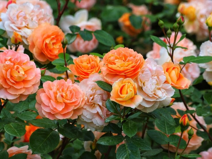 Üppig blühende Strauchrosen in zarten Apricot- und Pfirsichtönen mit grünen Blättern im Garten. | © Shutterstock/Kabar