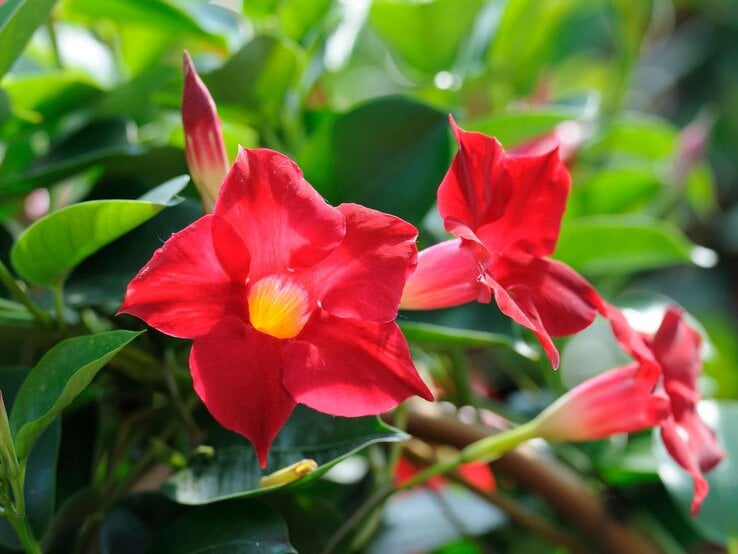 Rote Dipladenia-Blüten mit gelbem Zentrum leuchten im Sonnenlicht vor üppig grünen Blättern. | © Shutterstock/HVPMdev