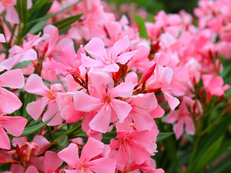 Üppig blühender Oleander mit leuchtend rosa Blüten vor grünem Laub im Garten. | © Shutterstock/rospoint