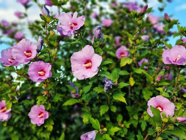 Üppig blühender Hibiskusstrauch mit zart lila Blüten und grünen Blättern vor blauem Himmel. | © Shutterstock/Gabriela Beres