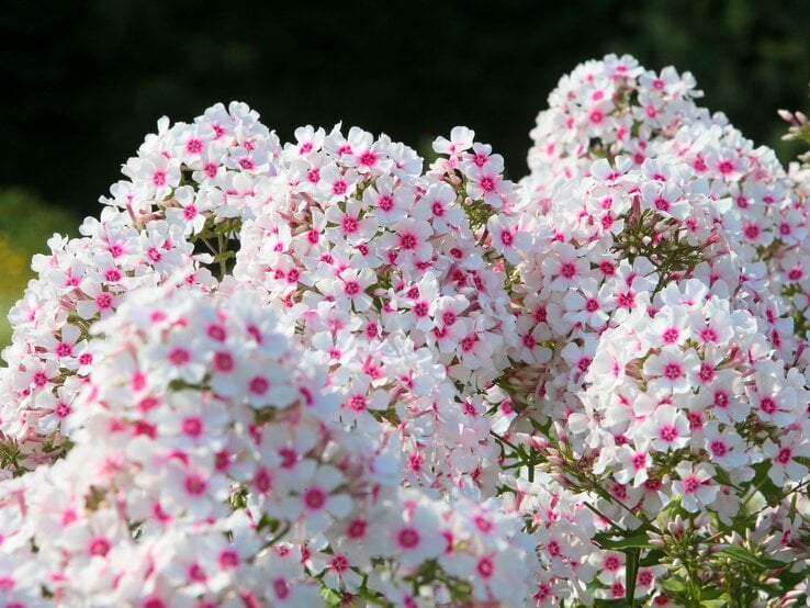 Üppige Büschel weißer Phloxblüten mit pinken Zentren in der Sommersonne vor dunklem Hintergrund. | © Shutterstock/Ramil_Nasibulin