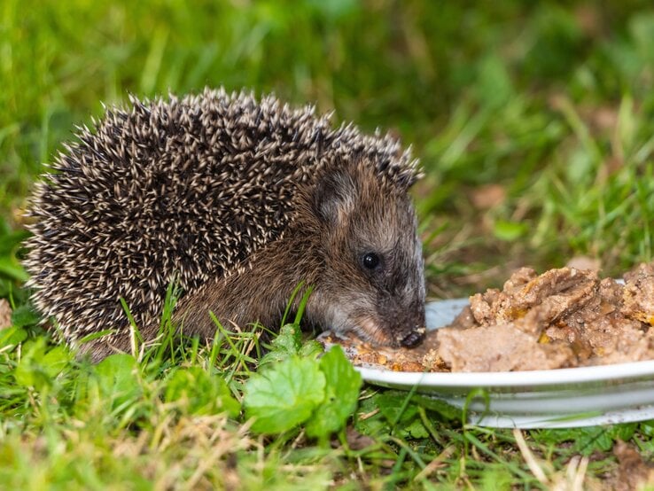 Ein Igel mit gesträubtem Stachelkleid frisst aufmerksam von einem Teller mit Katzenfutter auf grünem Rasen.