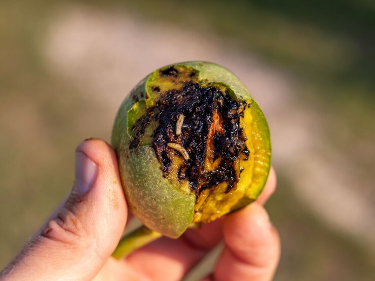 Hand hält eine halb geöffnete, verfault und von Maden befallene grüne Frucht vor unscharfem Hintergrund. | © Shutterstock/Somogyi Laszlo