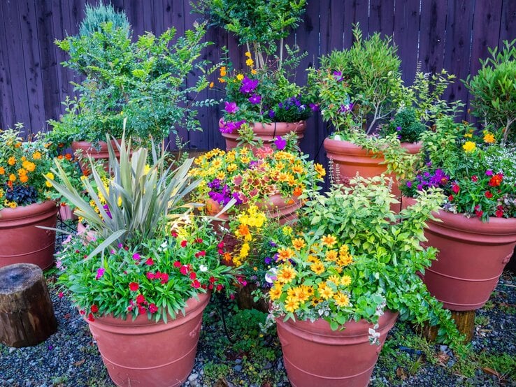 Mehrere große Terrakotta-Töpfe mit bunt blühenden Sommerblumen und Sträuchern vor dunklem Holzzaun im Garten.