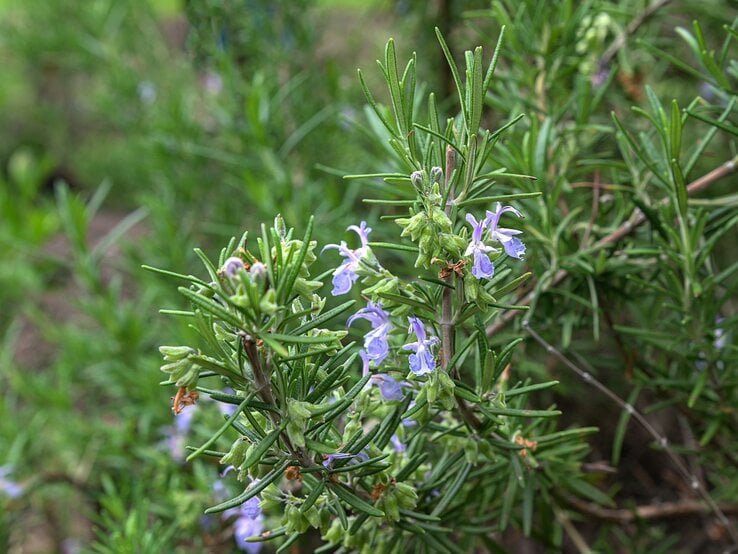 Nahaufnahme eines blühenden Rosmarinzweigs mit zarten, violetten Blüten in natürlicher Gartenumgebung. | © Shutterstock/weha