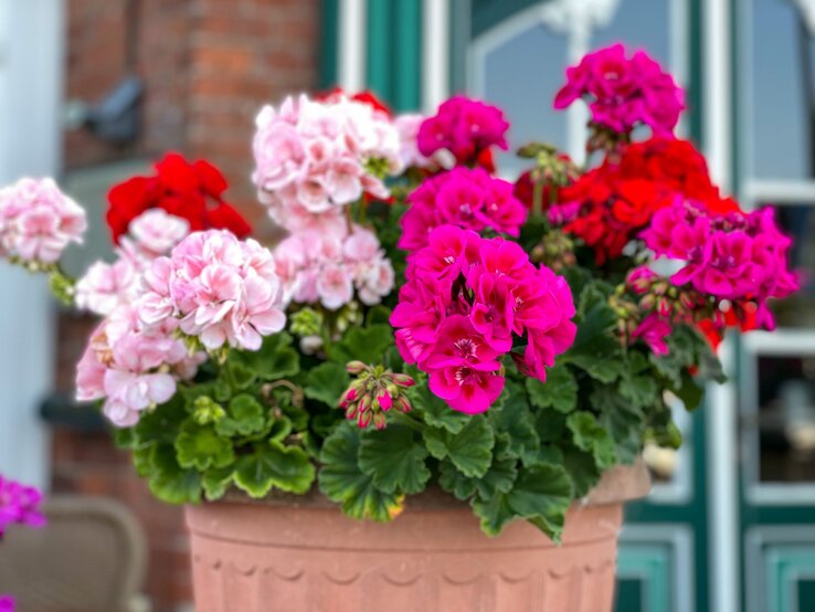 Blumentopf mit blühenden rosa, pinken und roten Geranien vor einem Fenster und einer Backsteinwand. | © Shutterstock/Lapa Smile