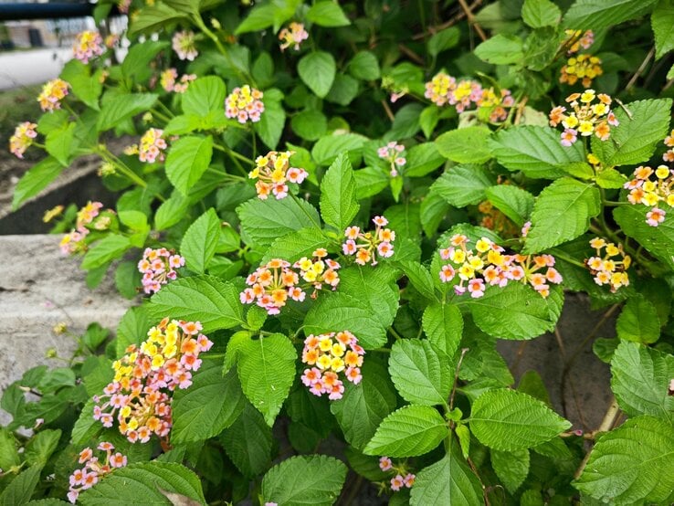 Blühender Lantana-Strauch mit kleinen rosa und gelben Blütenbüscheln und kräftig grünen Blättern am Wegesrand. | © Shutterstock/Young Swee Ming