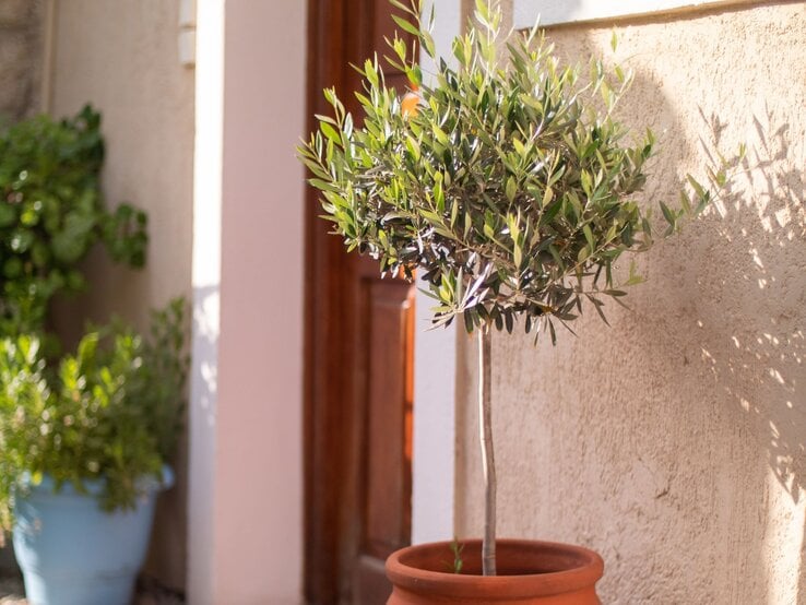 Kleiner Olivenbaum in einem Terrakotta-Topf, im Sonnenlicht vor einer beigen Hauswand und Holztür. | © Shutterstock/Lantern Works