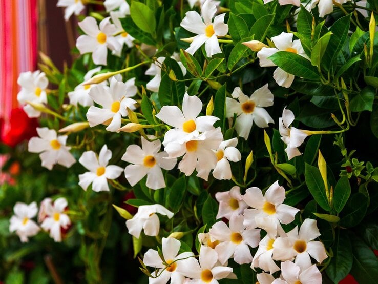 Rankende Pflanze mit weißen Blüten und gelber Mitte vor dichtem grünen Laub, strahlend in sommerlichem Licht. | © Shutterstock/Iryna Budanova