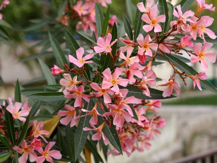 Oleanderzweig mit zarten rosa Blüten und schmalen, dunkelgrünen Blättern vor unscharfem Hintergrund. | © Shutterstock/Sanjiv Shukla