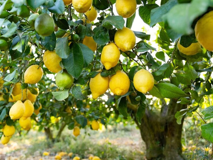 Zitronenbaum mit zahlreichen gelben und grünen Früchten im Sonnenlicht, umgeben von dichtem Laub. | © Shutterstock/Lukas Gojda