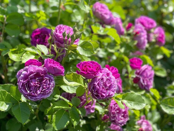 Üppige, violette Rosenblüten in voller Blüte, umgeben von grünem Laub im Sonnenlicht. | © Shutterstock/lialina