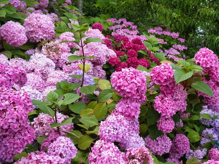 Üppige Hortensien in Rosa- und Lilatönen blühen dicht nebeneinander in einem grünen Garten, Blätter leuchten frisch.