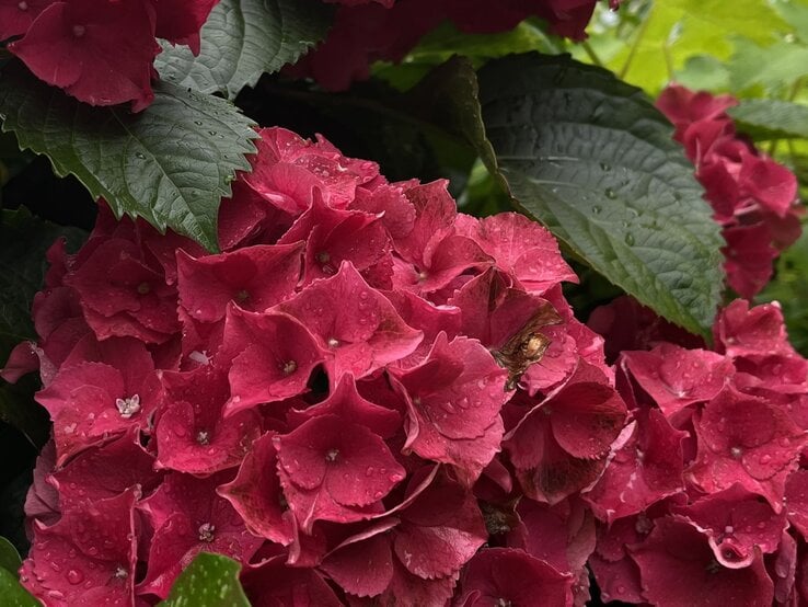 Nahaufnahme von dunkelroten Hortensienblüten mit Regentropfen, umgeben von großen, grünen Blättern. | © Shutterstock/Elena Dreglea