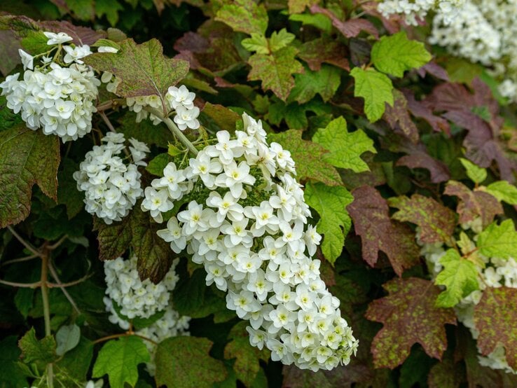 Weiße Hortensienblüten in Traubenform hängen vor grünen und rötlich-braunen Blättern in einem Garten. | © Shutterstock/billysfam