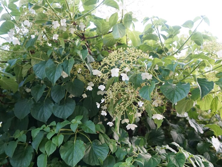 Feinblättrige Kletterhortensie mit zarten weißen Blüten und dichten grünen Blättern im sommerlichen Garten. | © Shutterstock/crystaldream