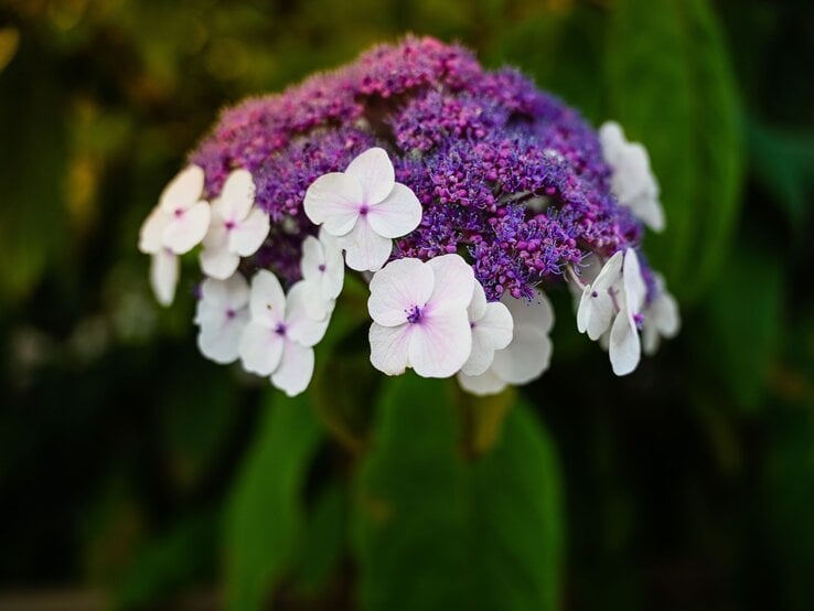 Nahaufnahme einer violetten Tellerhortensie mit zarten, weißen Randblüten vor unscharfem grünem Hintergrund. | © Shutterstock/ThePhotoFab