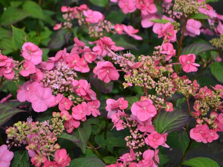 Rosa Tellerhortensien in voller Blüte mit Knospen und grünen Blättern im Hintergrund. | © Shutterstock/Edita Medeina