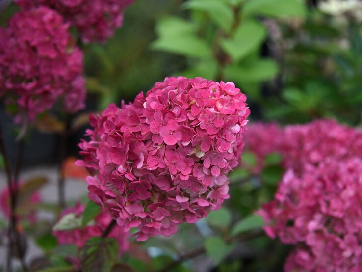 Dunkelrosa Hortensienblüte in voller Blüte vor unscharfem grünem Hintergrund. | © Shutterstock/photoPOU