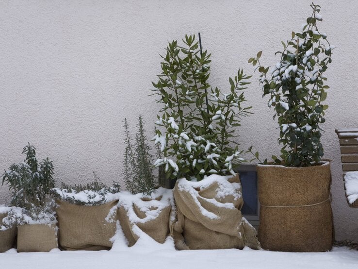 Verschneite Kräuterpflanzen in Jutesäcken stehen an einer weißen Wand im Winter, teils mit Schneedecke bedeckt.