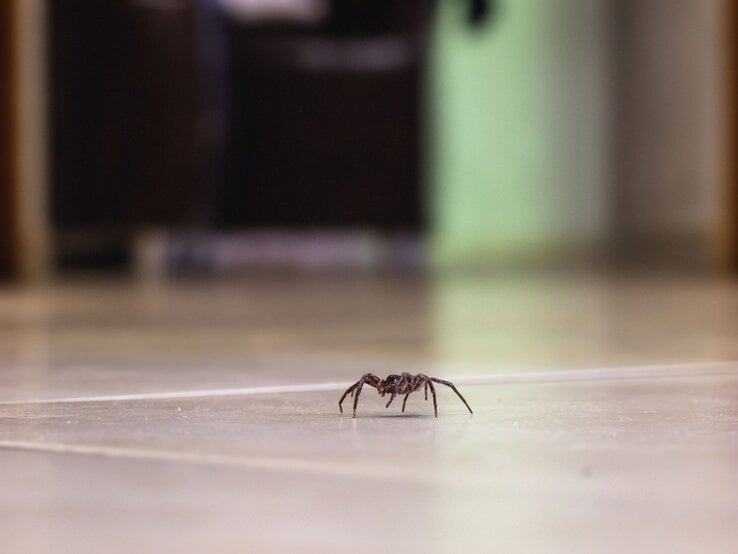 Kleine braune Spinne krabbelt allein über einen beigen Fliesenboden, im Hintergrund unscharfe Möbel in einem Zimmer.