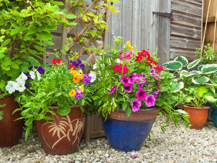 Bunte Blüten in Tontöpfen mit pinken, weißen und orangenen Blumen stehen auf Kiesboden vor einer Holzscheune mit grünen Pflanzen.