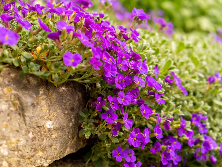 Lila Blütenpolster wachsen dicht über einen grauen Stein, eingerahmt von frischem, grünem Laub im Frühlingsgarten. | © Shutterstock/Moravian