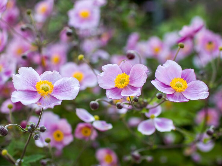 Zartrosa Anemonen mit gelber Blütenmitte blühen in dichten Büscheln vor unscharfem, grünem Hintergrund im Garten. | © Shutterstock/Mira Drozdowski