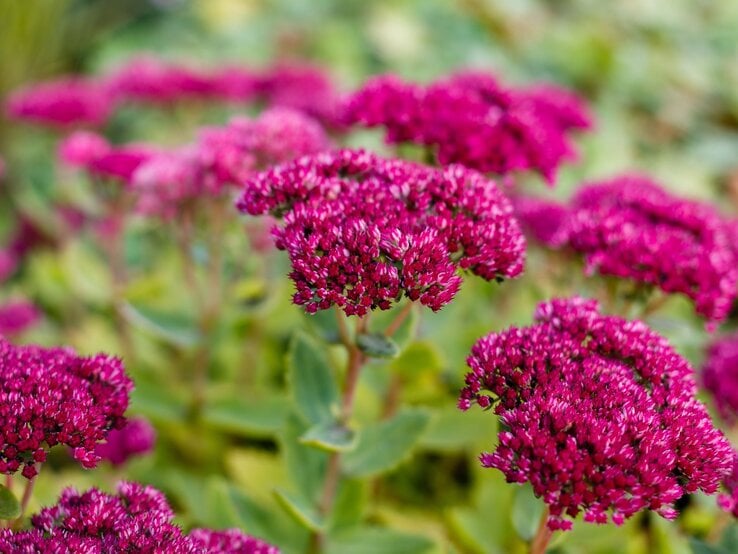 Dicht stehende Sedumblüten in kräftigem Purpurrot leuchten vor verschwommenem, grünem Gartenhintergrund. | © Shutterstock/Flower_Garden