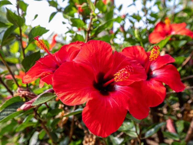 Leuchtend rote Hibiskusblüten mit gelben Staubgefäßen vor grünem Laub im Sonnenlicht, im Detail aufgenommen. | © Shutterstock/ibrahim kavus