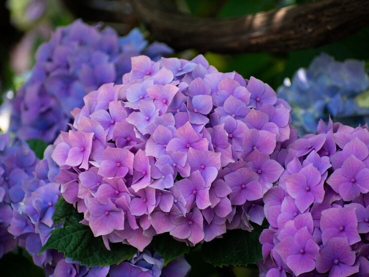 Nahaufnahme von violett-rosa Hortensienblüten in voller Blüte, umgeben von grünen Blättern und schattigem Hintergrund. | © Shutterstock/Sergei Zholudev