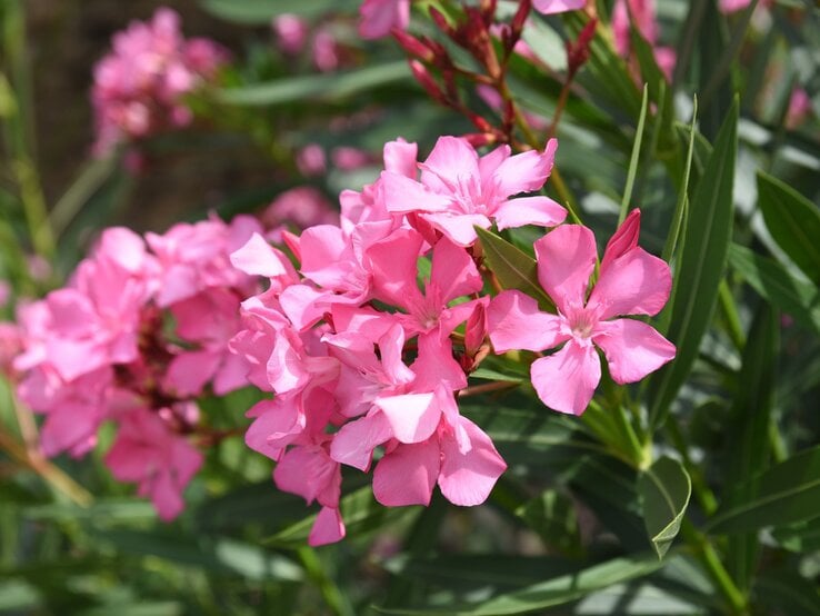 Rosa Oleanderblüten in voller Blüte mit grünen, länglichen Blättern vor unscharfem Hintergrund in der Sonne. | © Shutterstock/photoPOU