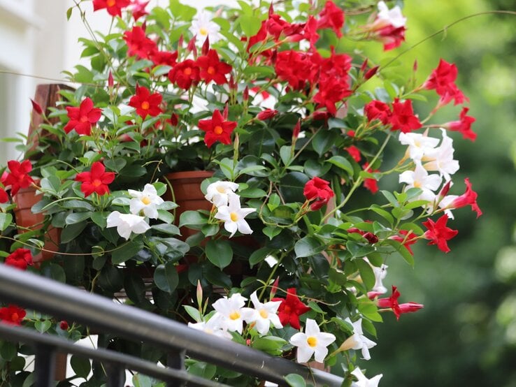 Üppige Blumenampel mit roten und weißen Dipladenia-Blüten und grünen Blättern an einem Geländer im Freien. | © Shutterstock/Kabar