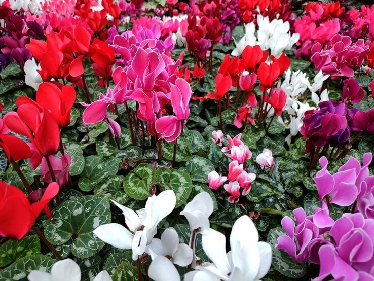 Bunte Cyclamen-Blüten in Rot, Rosa, Weiß und Lila, dicht an dicht über grünem, gemustertem Laub aufgereiht. | © Shutterstock/Various images