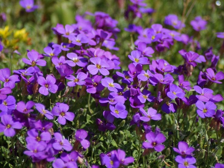 Zahlreiche violette Blaukissen-Blüten in voller Blüte, dicht aneinander auf einer grünen Wiese im Sonnenlicht. | © Shutterstock/karstenmuecke