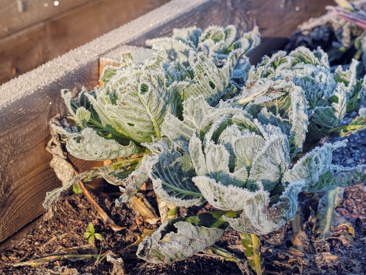 Nahaufnahme von gefrorenen Kohlblättern in einem Hochbeet, mit feinen Frostkristallen bedeckt und in winterlichem Sonnenlicht.