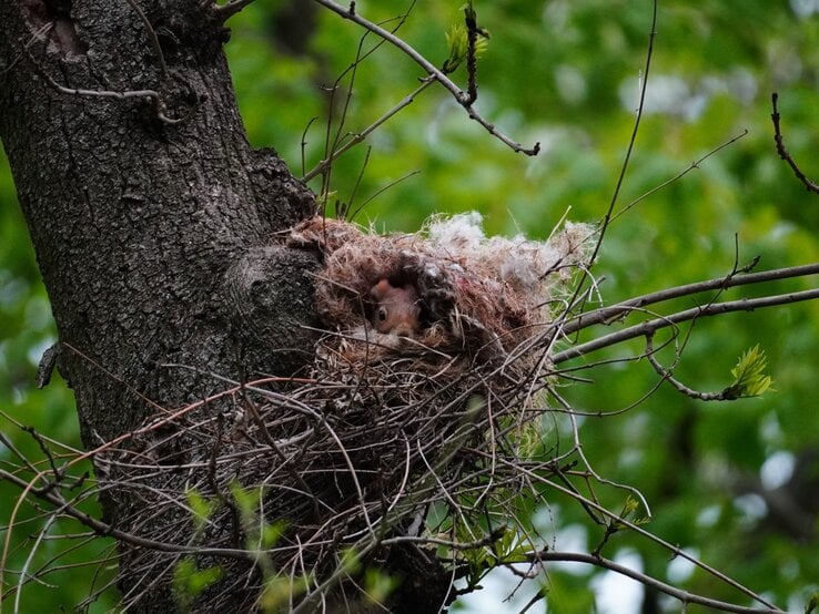 Ein rotes Eichhörnchen lugt aus einem mit Moos und Zweigen gefüllten Nest in einer Astgabel eines Baums, umgeben von frischem Frühlingsgrün. | © Shutterstock/Peter Panek